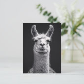 Carte Postale Llama Portrait noir et blanc (Debout devant)
