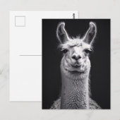 Carte Postale Llama Portrait noir et blanc (Devant / Derrière)