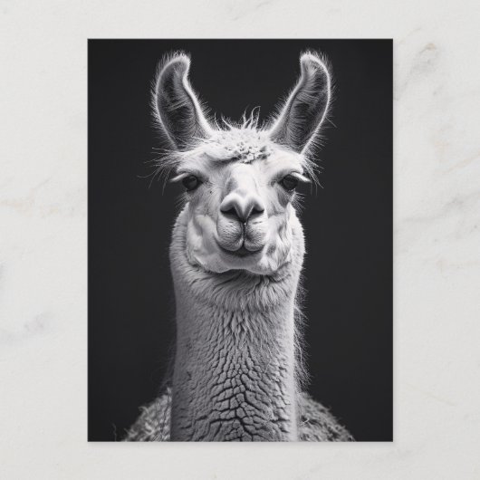 Carte Postale Llama Portrait noir et blanc (Devant)
