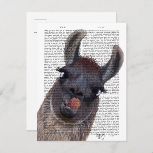 Carte Postale Llama Silly (Devant / Derrière)