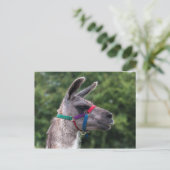 Carte Postale Llama supériorité (Debout devant)