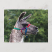 Carte Postale Llama supériorité (Devant)