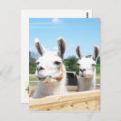 Carte postale Llamas (Devant / Derrière)