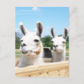 Carte postale Llamas (Devant)