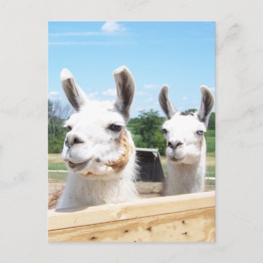 Carte postale Llamas (Devant)