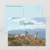 Carte Postale Llamas à Humahuaca Argentine (Devant / Derrière)