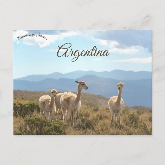 Carte Postale Llamas à Humahuaca Argentine (Devant)