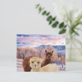 Carte Postale Llamas d'hiver (Debout devant)