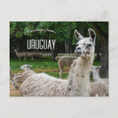 Carte Postale Llamas en Uruguay (Devant)
