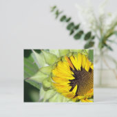 Carte Postale Lo ! Un tournesol est né (Debout devant)