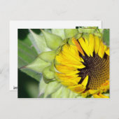 Carte Postale Lo ! Un tournesol est né (Devant / Derrière)