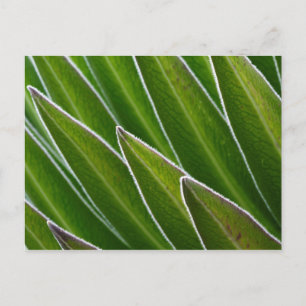 Carte Postale Lobelia géante (Lobelia telekii) Kenya, Afrique