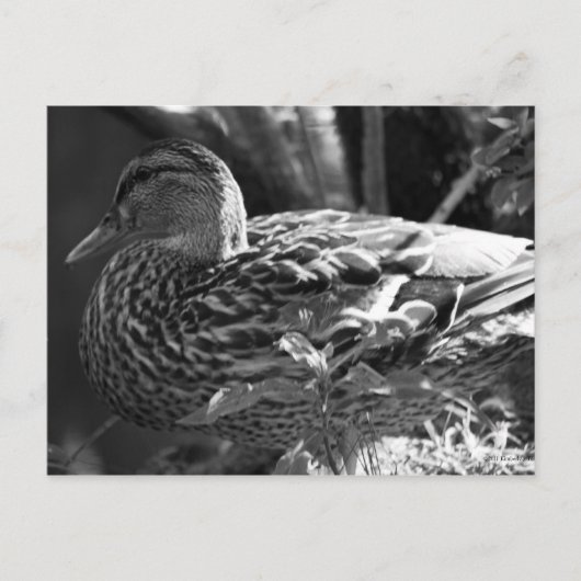 Carte Postale L'observateur (Devant)