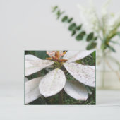Carte postale Lochmara Bush en floraison (Debout devant)