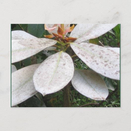 Carte postale Lochmara Bush en floraison (Devant)
