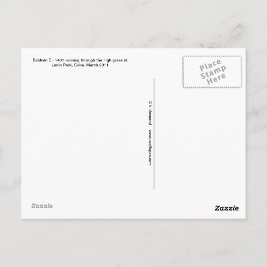 Carte Postale Locomotive à vapeur en herbe haute (Dos)