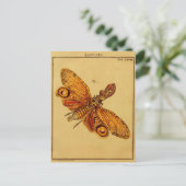 Carte Postale Locusta (Debout devant)