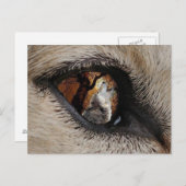 Carte Postale L'oeil du loup (Devant / Derrière)