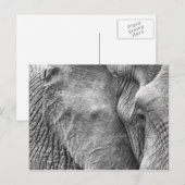 Carte Postale L'oeil d'un éléphant (Devant / Derrière)