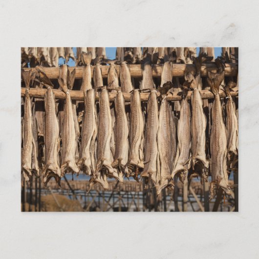 Carte Postale Lofoten (Devant)