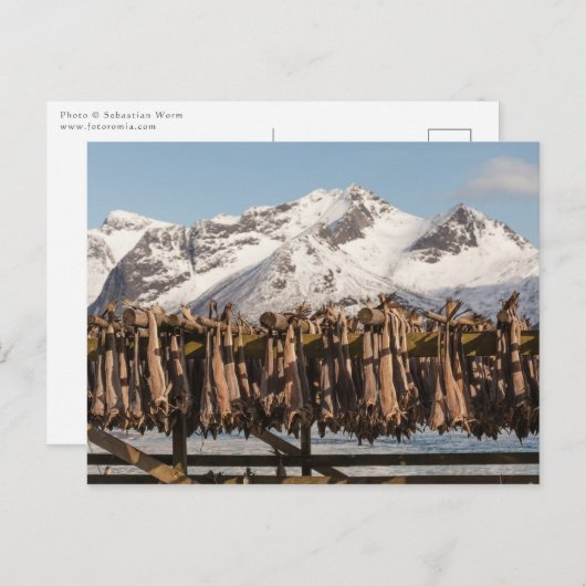 Carte Postale Lofoten Stockfish (Devant / Derrière)