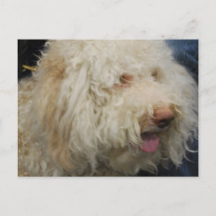 Carte postale Logato Romagnolo