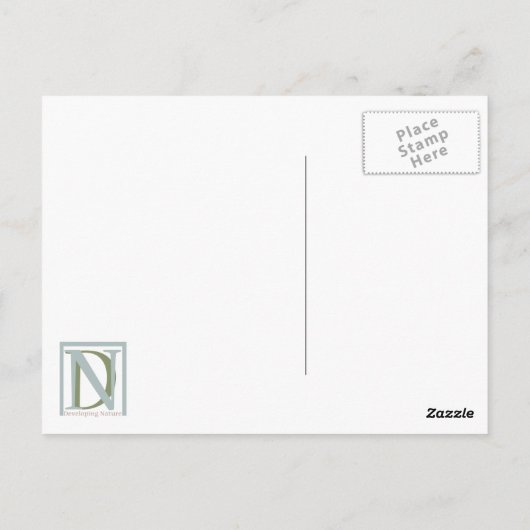 Carte postale Loggerhead #1 (Dos)