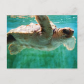 Carte postale Loggerhead #1 (Devant)