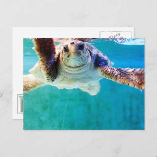 Carte postale Loggerhead #4 (Devant / Derrière)