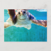 Carte postale Loggerhead #4 (Devant)