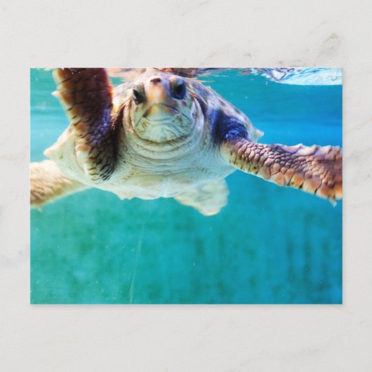 Carte postale Loggerhead #4 (Devant)