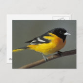 Carte Postale Logo Baltimore Oriole (palette) (Devant / Derrière)