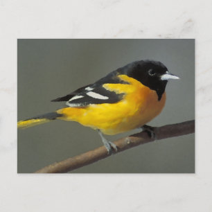 Carte Postale Logo Baltimore Oriole (palette)