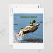 Carte Postale Logo de canard de l'île d'Assateague (Devant / Derrière)