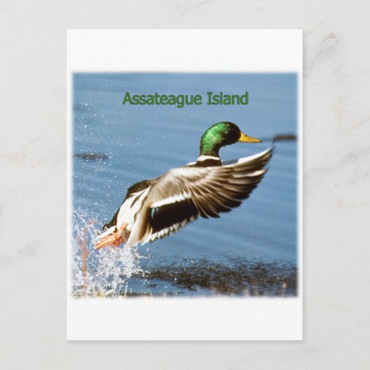 Carte Postale Logo de canard de l'île d'Assateague (Devant)