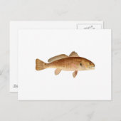 Carte Postale Logo de la basse du canal (Devant / Derrière)