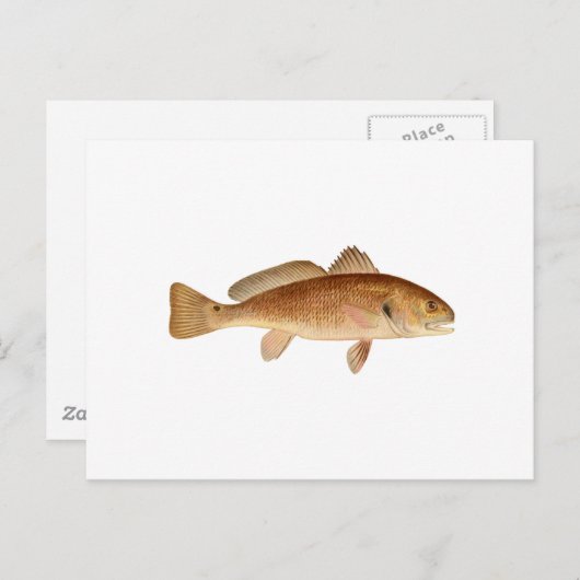 Carte Postale Logo de la basse du canal (Devant / Derrière)