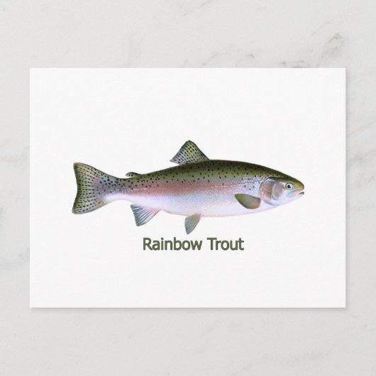 Carte Postale Logo de pêche à la truite arc-en-ciel (Devant)