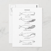 Carte Postale Logo des baleines (Devant / Derrière)