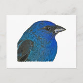 Carte Postale Logo Indigo Bunting (Devant)