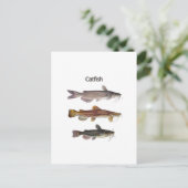 Carte Postale Logo nord-américain de poisson-chat (Debout devant)