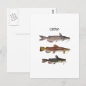 Carte Postale Logo nord-américain de poisson-chat (Devant / Derrière)