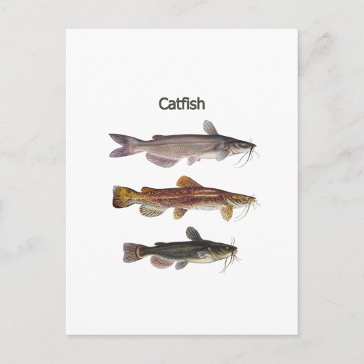 Carte Postale Logo nord-américain de poisson-chat (Devant)