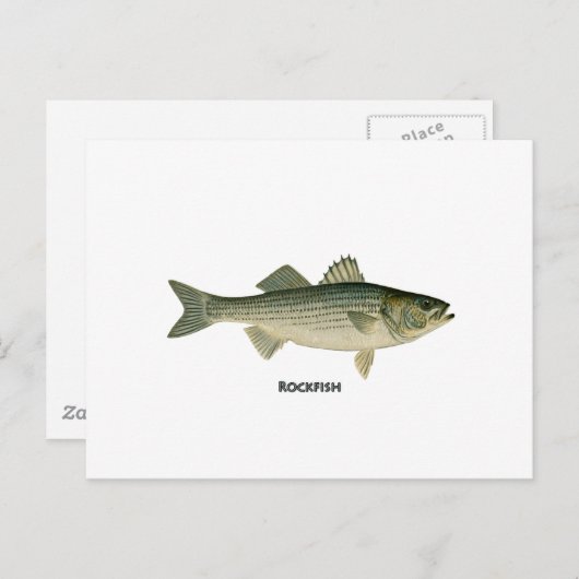 Carte Postale Logo Rockfish (Devant / Derrière)