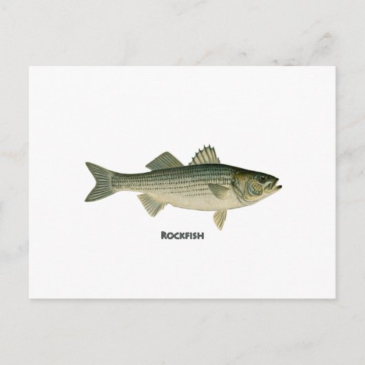 Carte Postale Logo Rockfish (Devant)