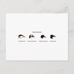 Carte Postale Logo Sea Ducks (intitulé)