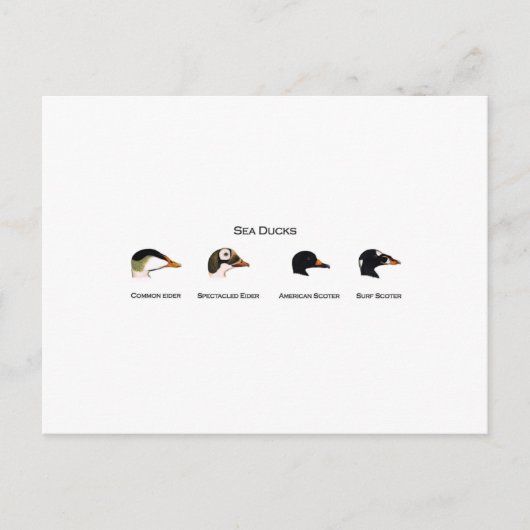 Carte Postale Logo Sea Ducks (intitulé) (Devant)