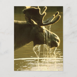 Carte Postale L'Oie Se Plonge La Tête Dans L'Eau