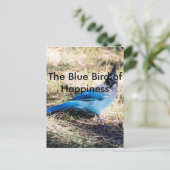 Carte Postale L'oiseau bleu du bonheur (Debout devant)