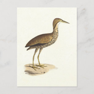 Carte Postale L'oiseau de Bittern américain (Botaurus lentiginos